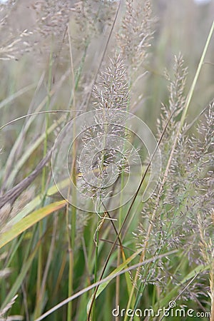 Diamond grass, Calamagrostis brachytricha, plumes with seeds Stock Photo